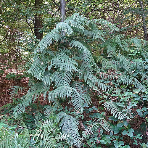 Adlerfarn / Pteridium aquilinum