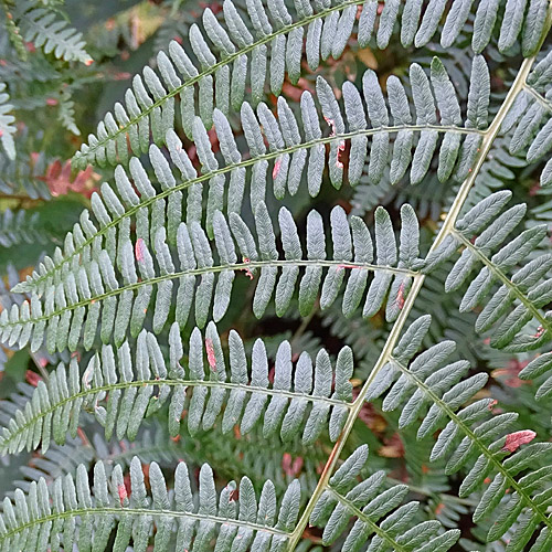 Adlerfarn / Pteridium aquilinum