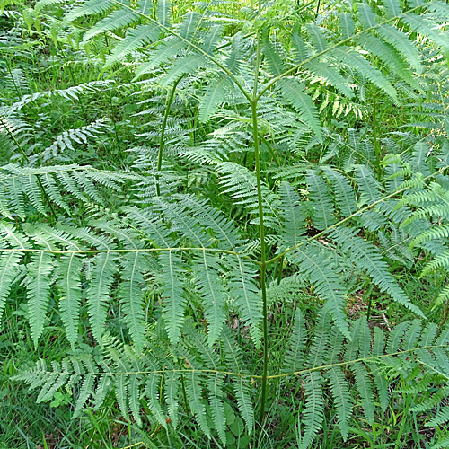 Adlerfarn / Pteridium aquilinum