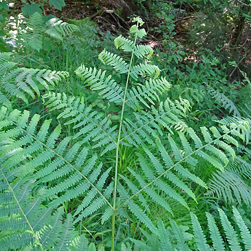 Adlerfarn / Pteridium aquilinum