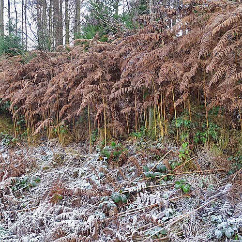 Adlerfarn / Pteridium aquilinum