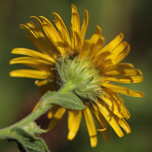 Grosses Flohkraut / Pulicaria dysenterica