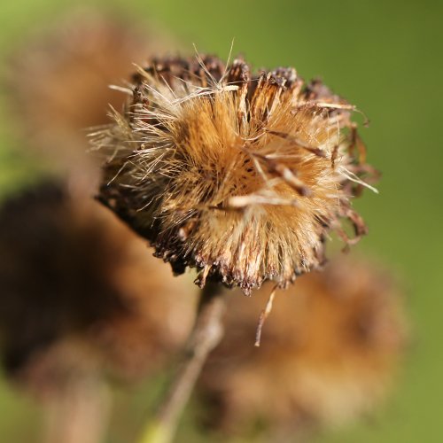 Grosses Flohkraut / Pulicaria dysenterica