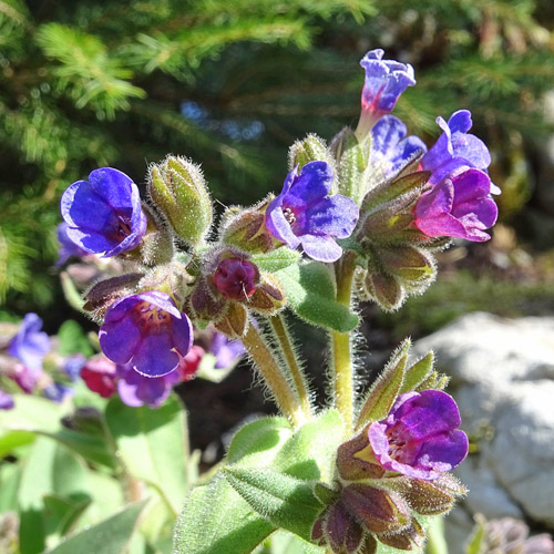 Weiches Lungenkraut / Pulmonaria mollis aggr.