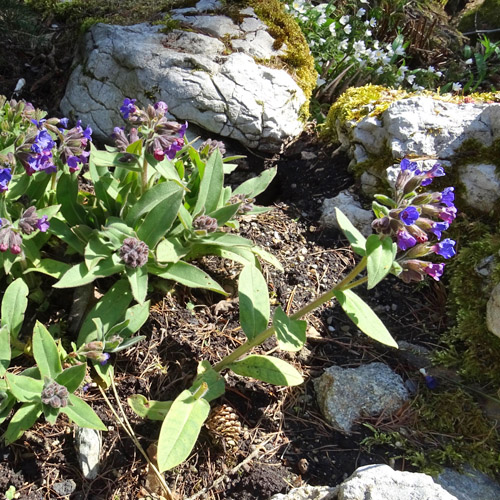 Weiches Lungenkraut / Pulmonaria mollis aggr.