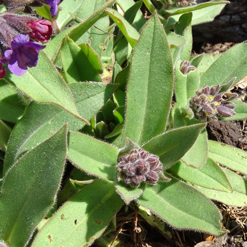 Weiches Lungenkraut / Pulmonaria mollis aggr.