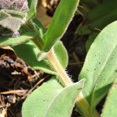 Weiches Lungenkraut / Pulmonaria mollis aggr.