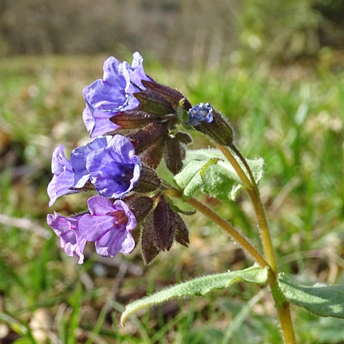 Dunkelgrünes Lungenkraut / Pulmonaria obscura