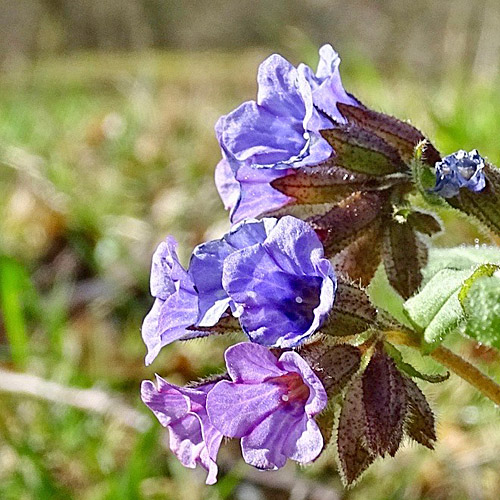 Dunkelgrünes Lungenkraut / Pulmonaria obscura