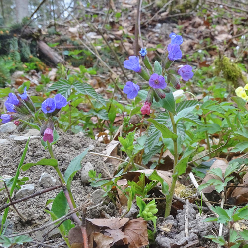 Dunkelgrünes Lungenkraut / Pulmonaria obscura