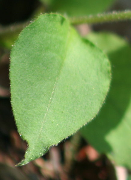 Dunkelgrünes Lungenkraut / Pulmonaria obscura