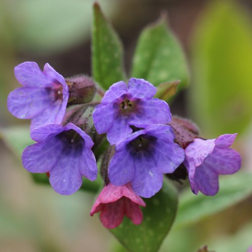 Gewöhnliches Lungenkraut / Pulmonaria officinalis