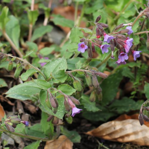 Gewöhnliches Lungenkraut / Pulmonaria officinalis