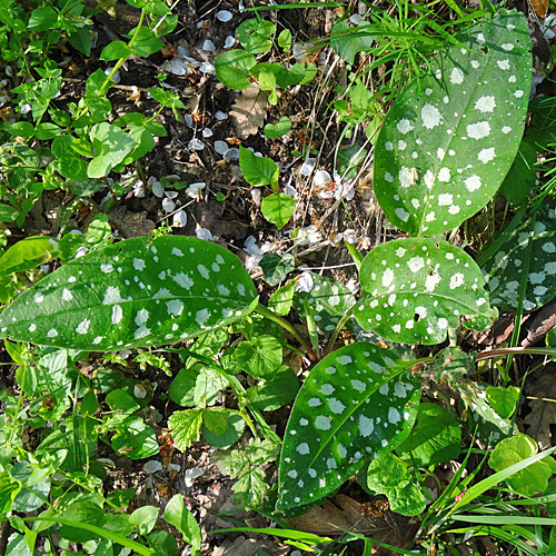 Gewöhnliches Lungenkraut / Pulmonaria officinalis