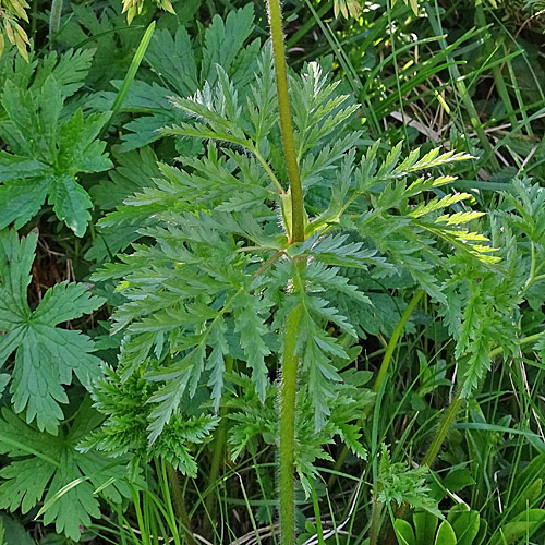 Weisse Alpen-Anemone / Pulsatilla alpina