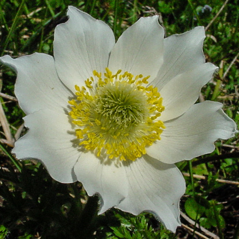 Weisse Alpen-Anemone / Pulsatilla alpina