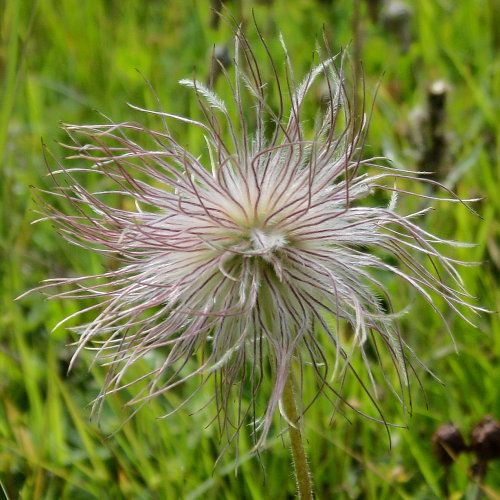 Weisse Alpen-Anemone / Pulsatilla alpina