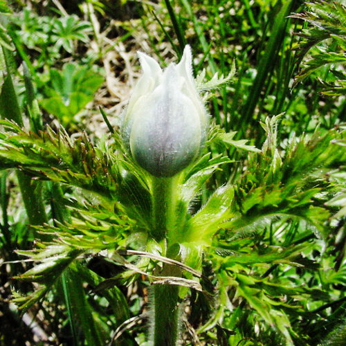 Weisse Alpen-Anemone / Pulsatilla alpina