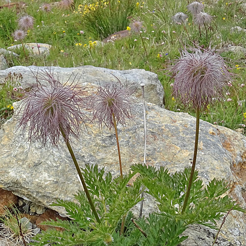 Schwefel-Anemone / Pulsatilla alpina ssp. apiifolia