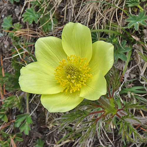 Schwefel-Anemone / Pulsatilla alpina ssp. apiifolia