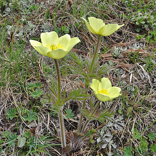 Schwefel-Anemone / Pulsatilla alpina ssp. apiifolia