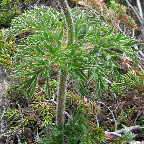 Schwefel-Anemone / Pulsatilla alpina ssp. apiifolia