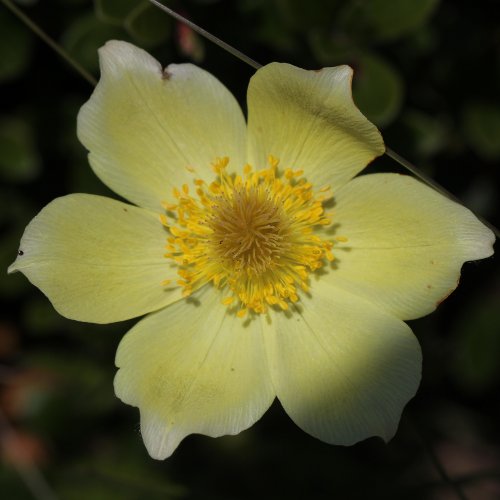 Schwefel-Anemone / Pulsatilla alpina ssp. apiifolia