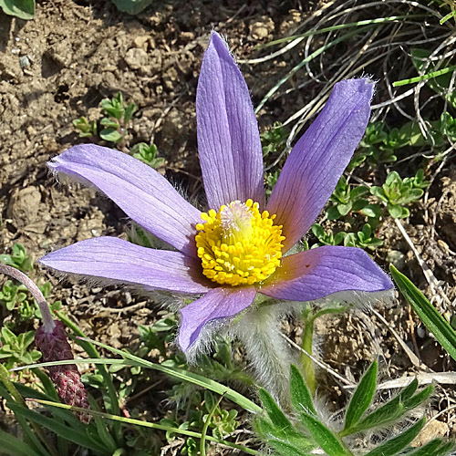 Hallers Anemone / Pulsatilla halleri