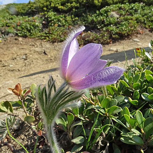 Hallers Anemone / Pulsatilla halleri