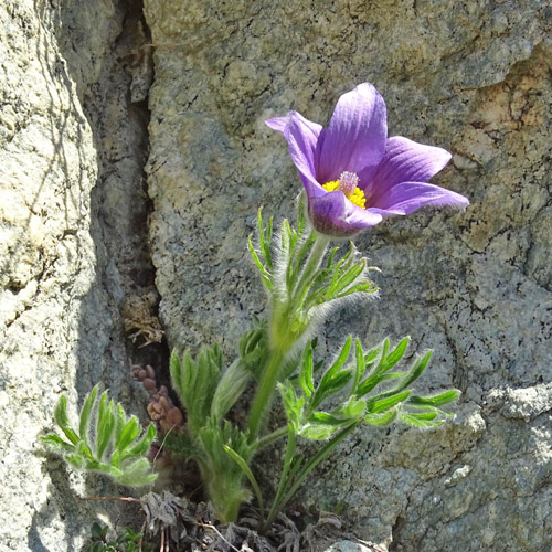 Hallers Anemone / Pulsatilla halleri