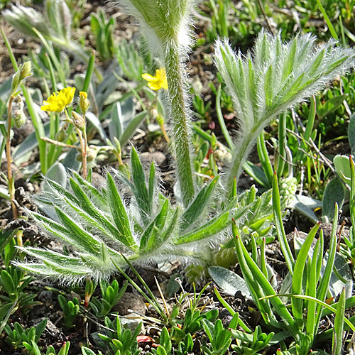 Hallers Anemone / Pulsatilla halleri