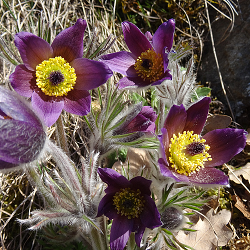 Berg-Anemone / Pulsatilla montana