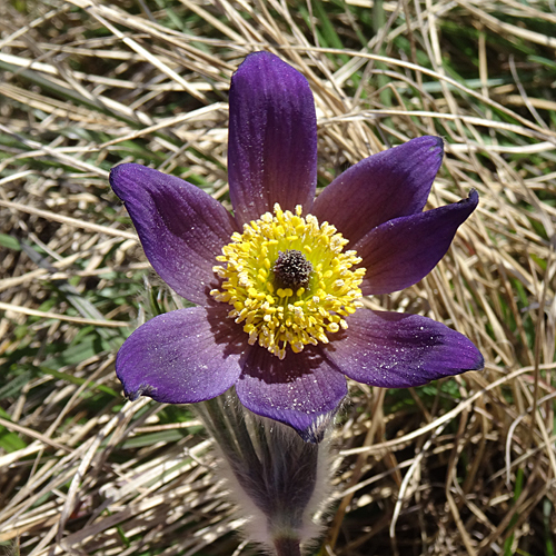 Berg-Anemone / Pulsatilla montana