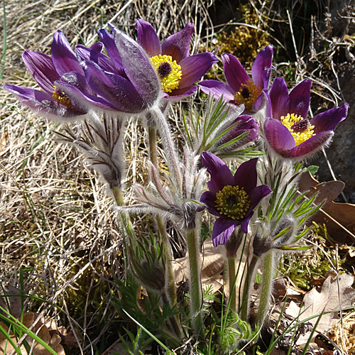 Berg-Anemone / Pulsatilla montana