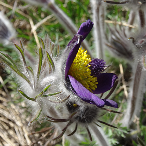 Berg-Anemone / Pulsatilla montana