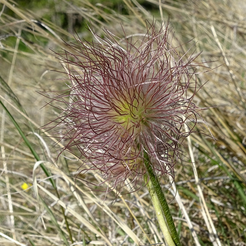 Berg-Anemone / Pulsatilla montana