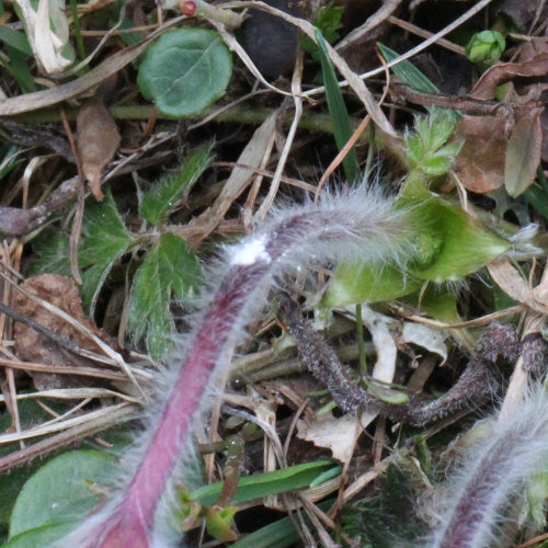 Frühlings-Anemone / Pulsatilla vernalis