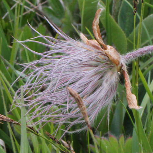Frühlings-Anemone / Pulsatilla vernalis