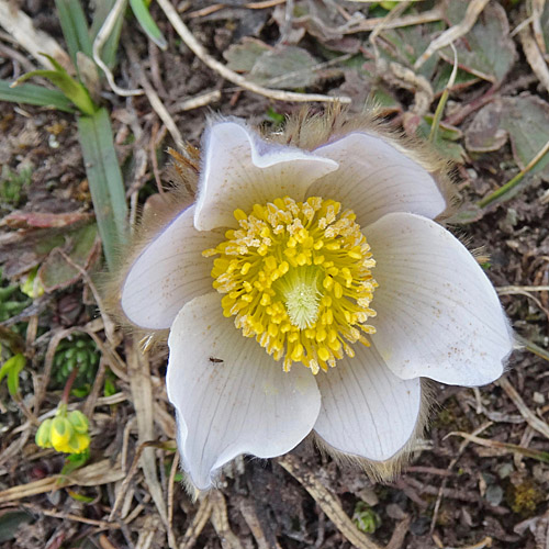 Frühlings-Anemone / Pulsatilla vernalis