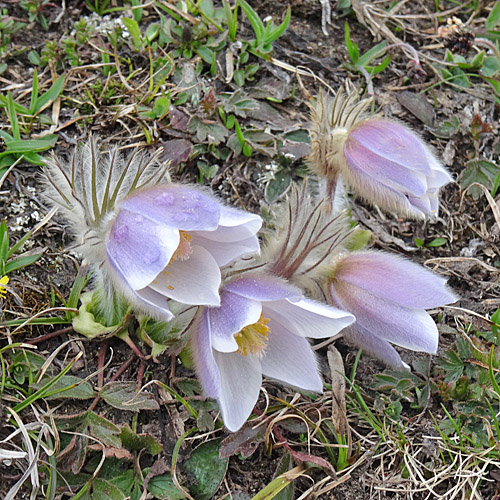 Frühlings-Anemone / Pulsatilla vernalis