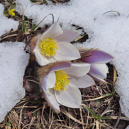 Frühlings-Anemone / Pulsatilla vernalis