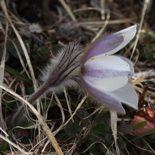 Frühlings-Anemone / Pulsatilla vernalis