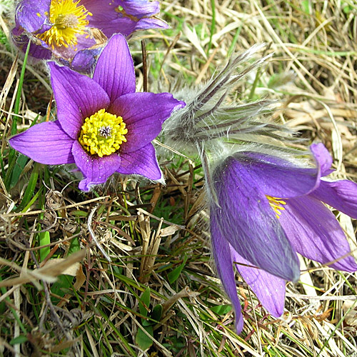 Gemeine Kuhschelle / Pulsatilla vulgaris