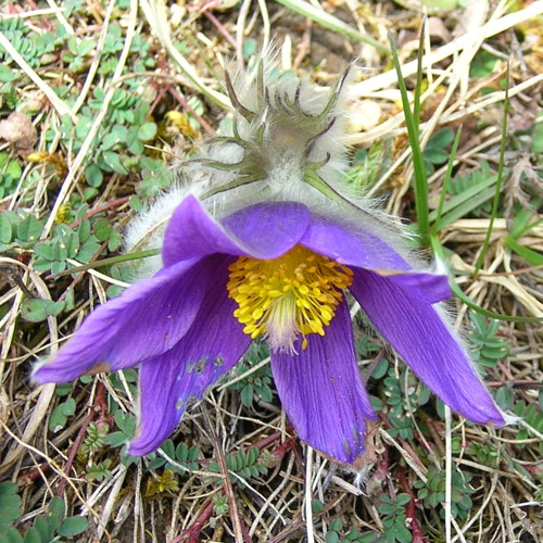 Gemeine Kuhschelle / Pulsatilla vulgaris