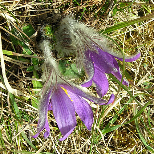 Gemeine Kuhschelle / Pulsatilla vulgaris