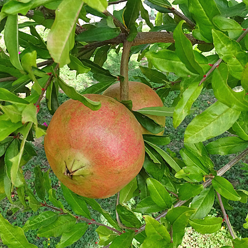 Granatapfelbaum / Punica granatum