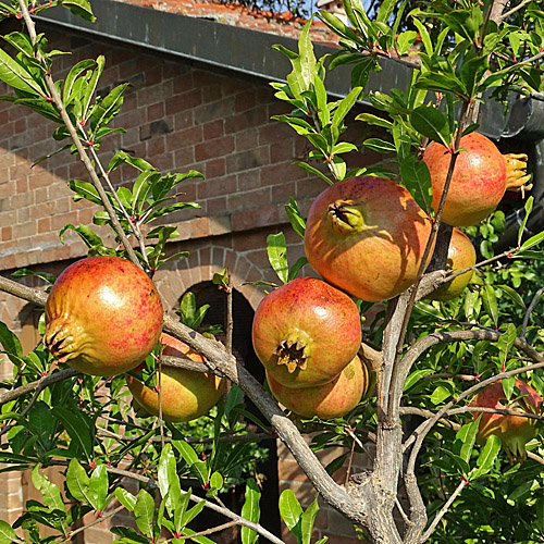 Granatapfelbaum / Punica granatum