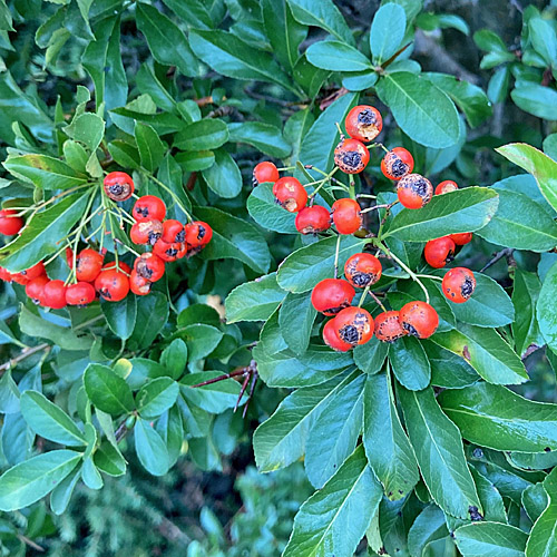 Feuerdorn / Pyracantha coccinea