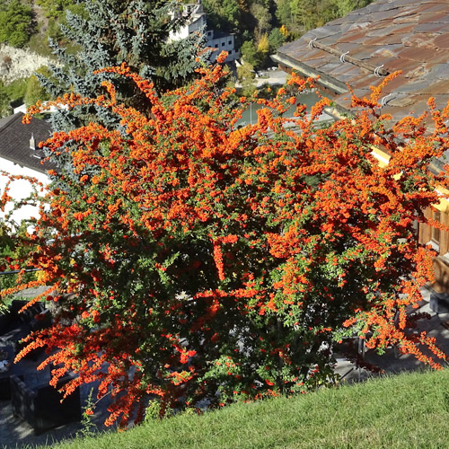 Feuerdorn / Pyracantha coccinea