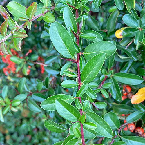 Feuerdorn / Pyracantha coccinea